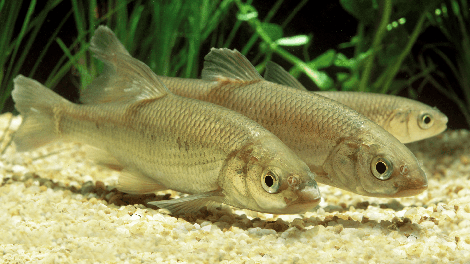A photo of Common dace