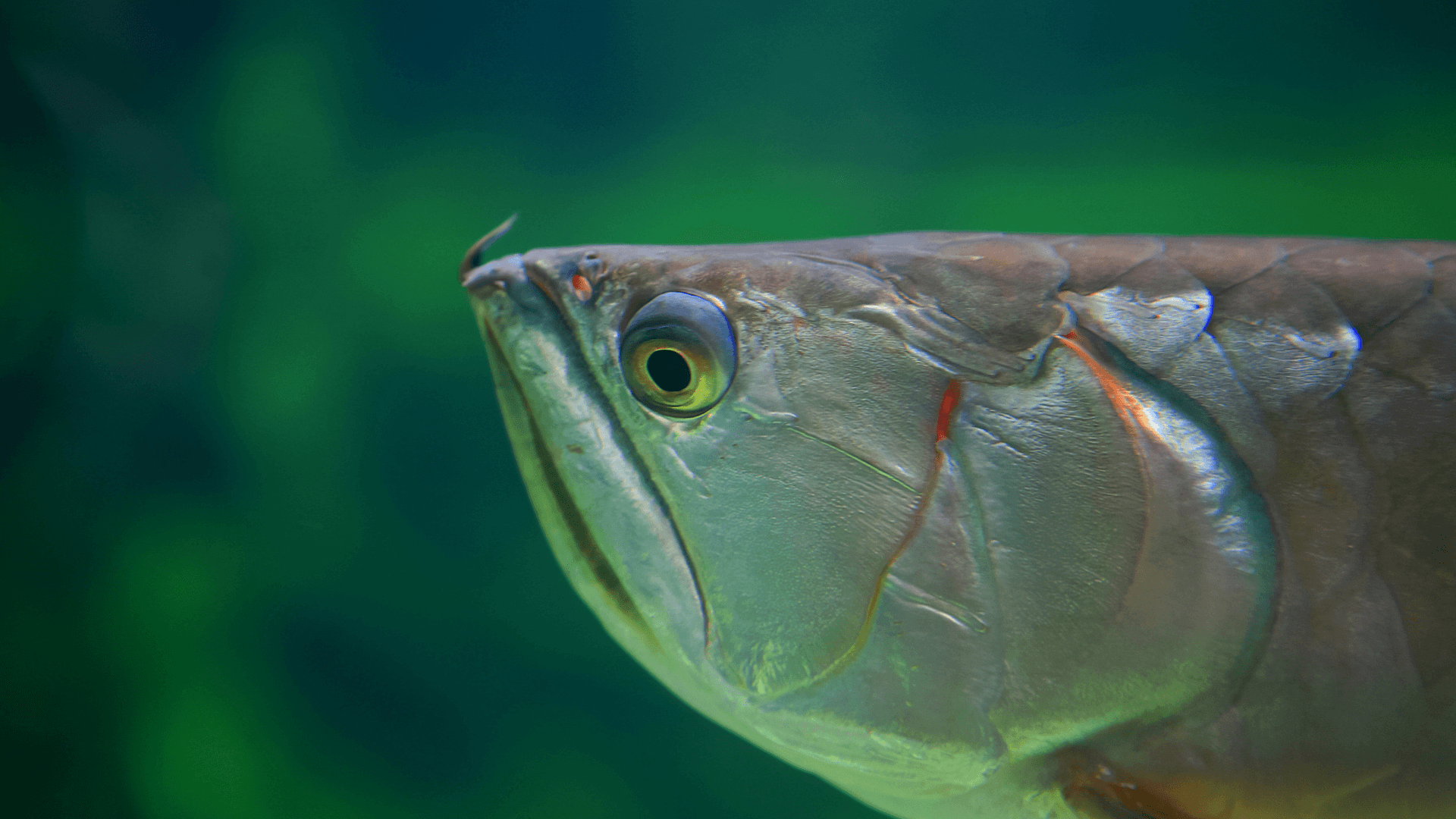 A photo of Silver arowana