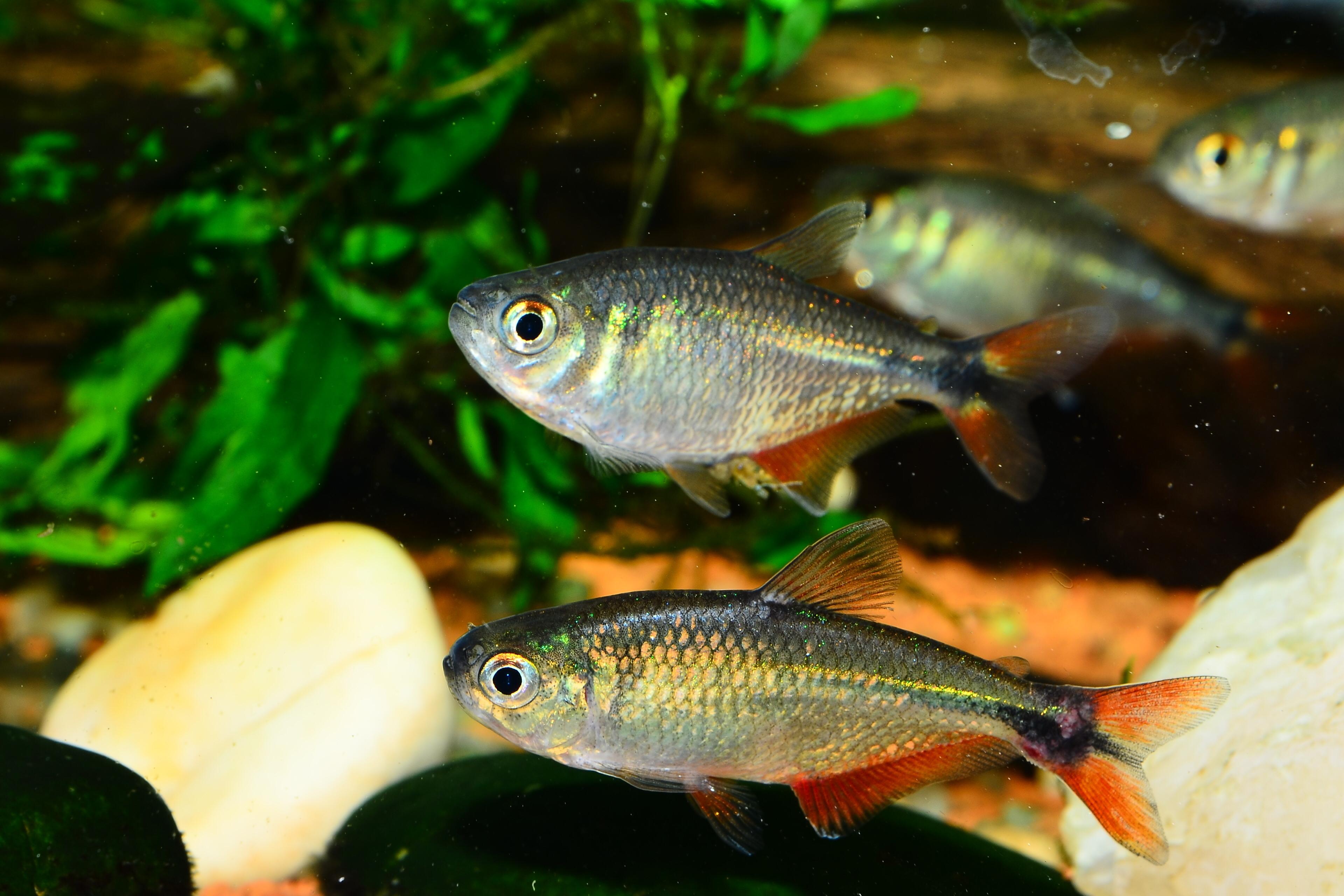 A photo of Buenos Aires tetra