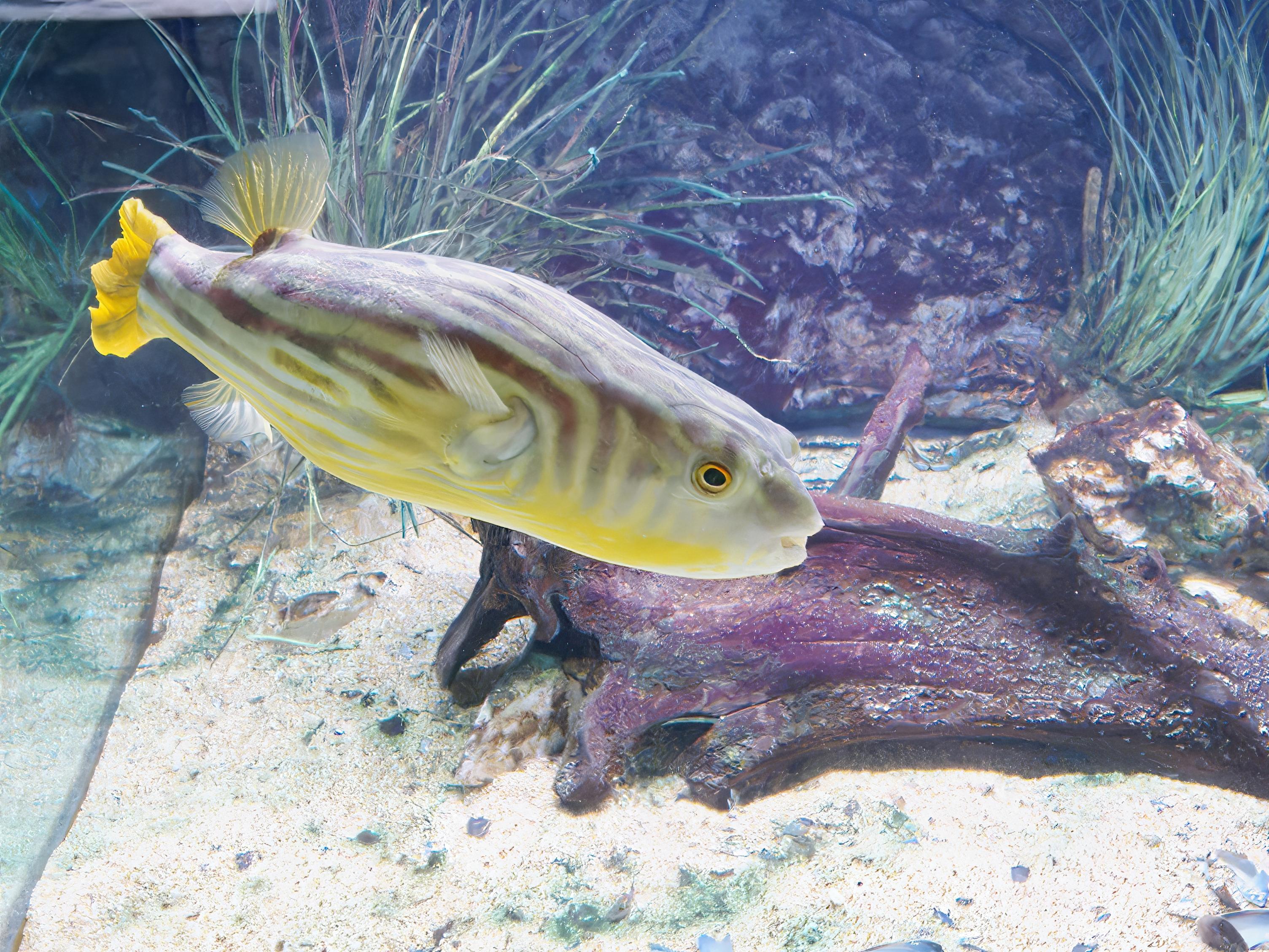 A photo of Fahaka puffer