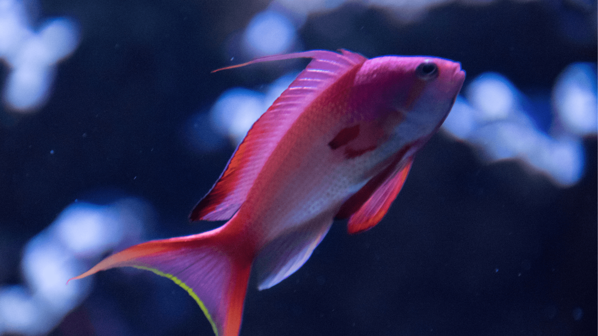 A photo of Basslets