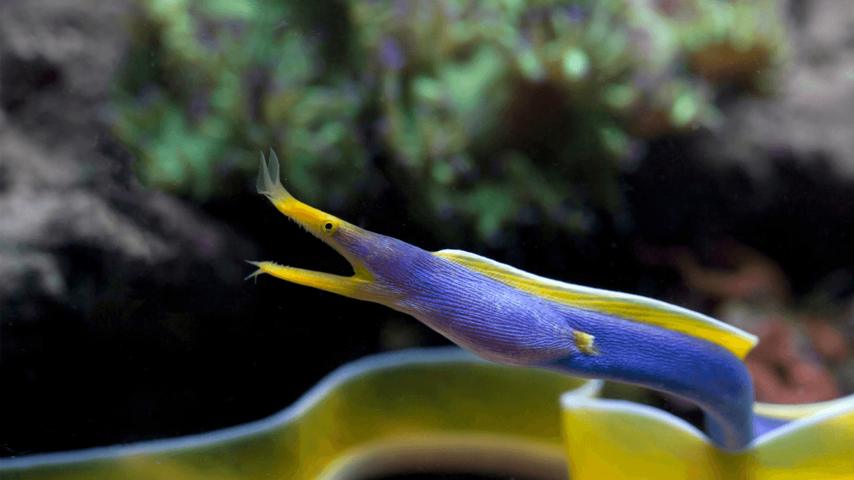 An image of a Blue ribbon eel