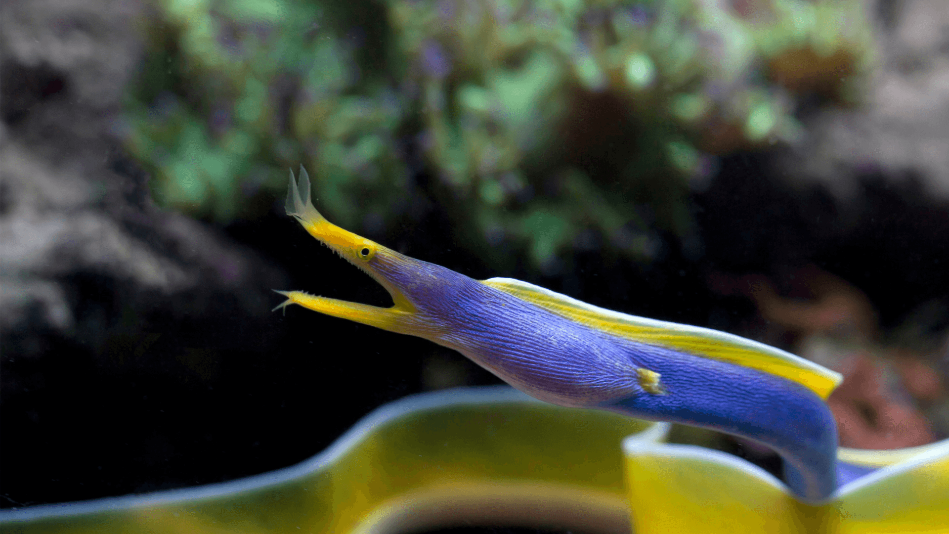 A photo of Blue ribbon eel