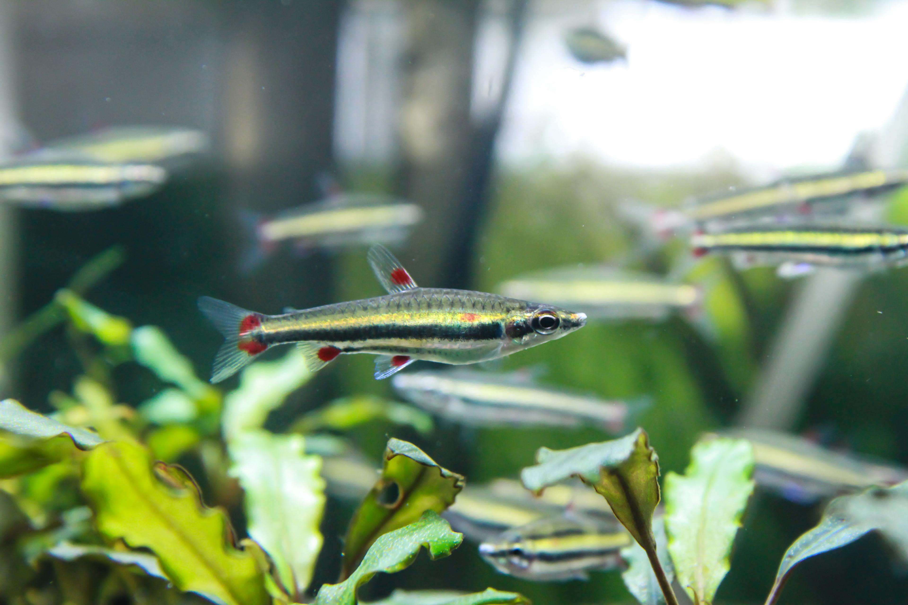 A photo of Three-lined pencilfish