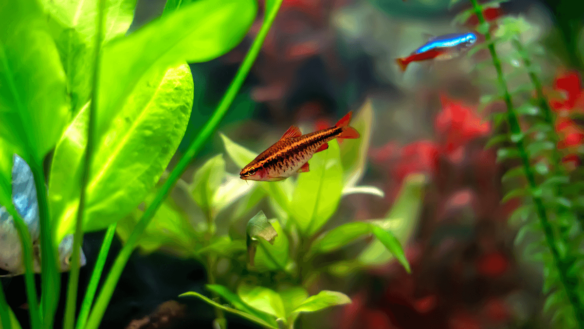 An image of a Cherry barb