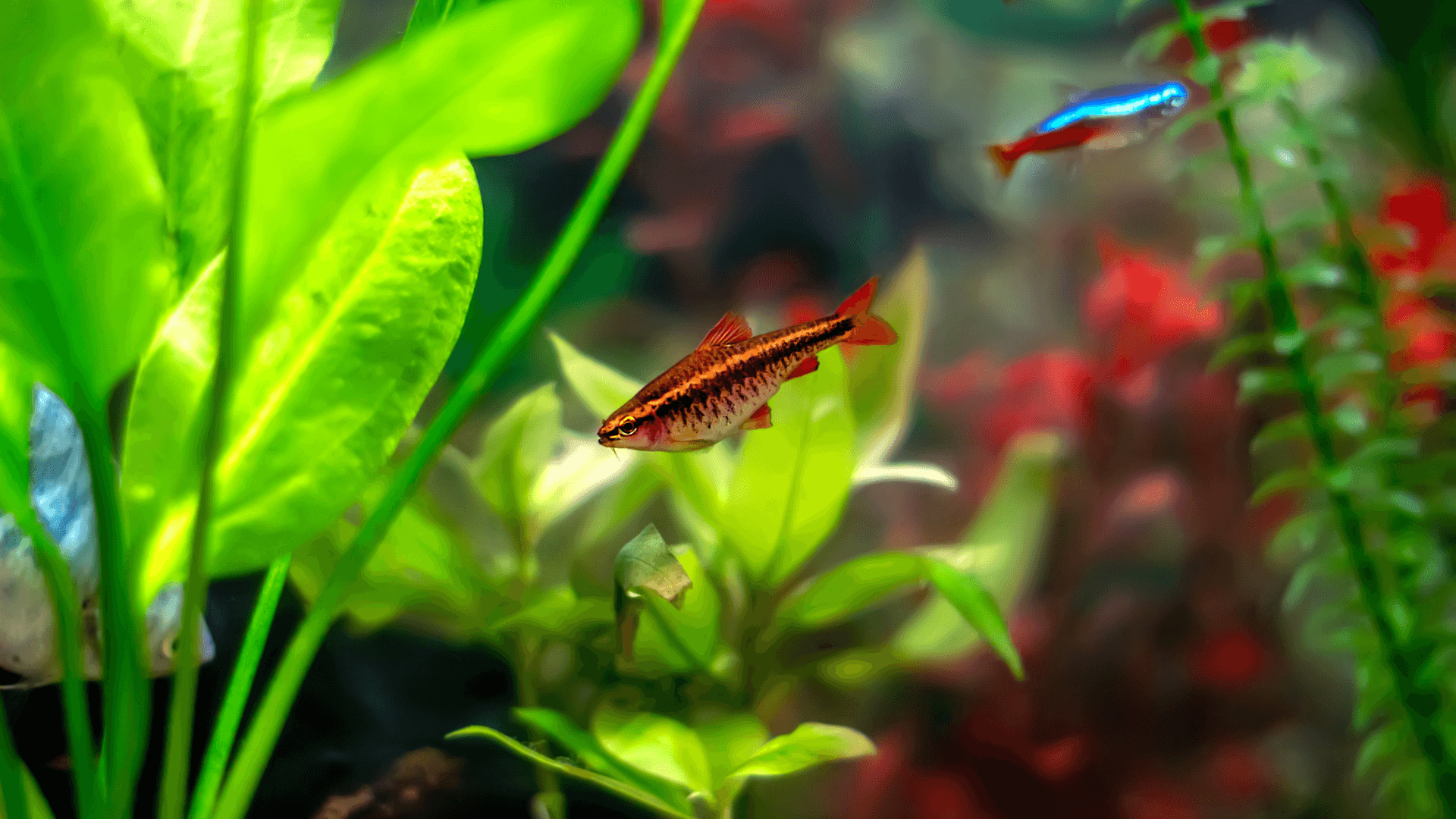 A photo of Cherry barb