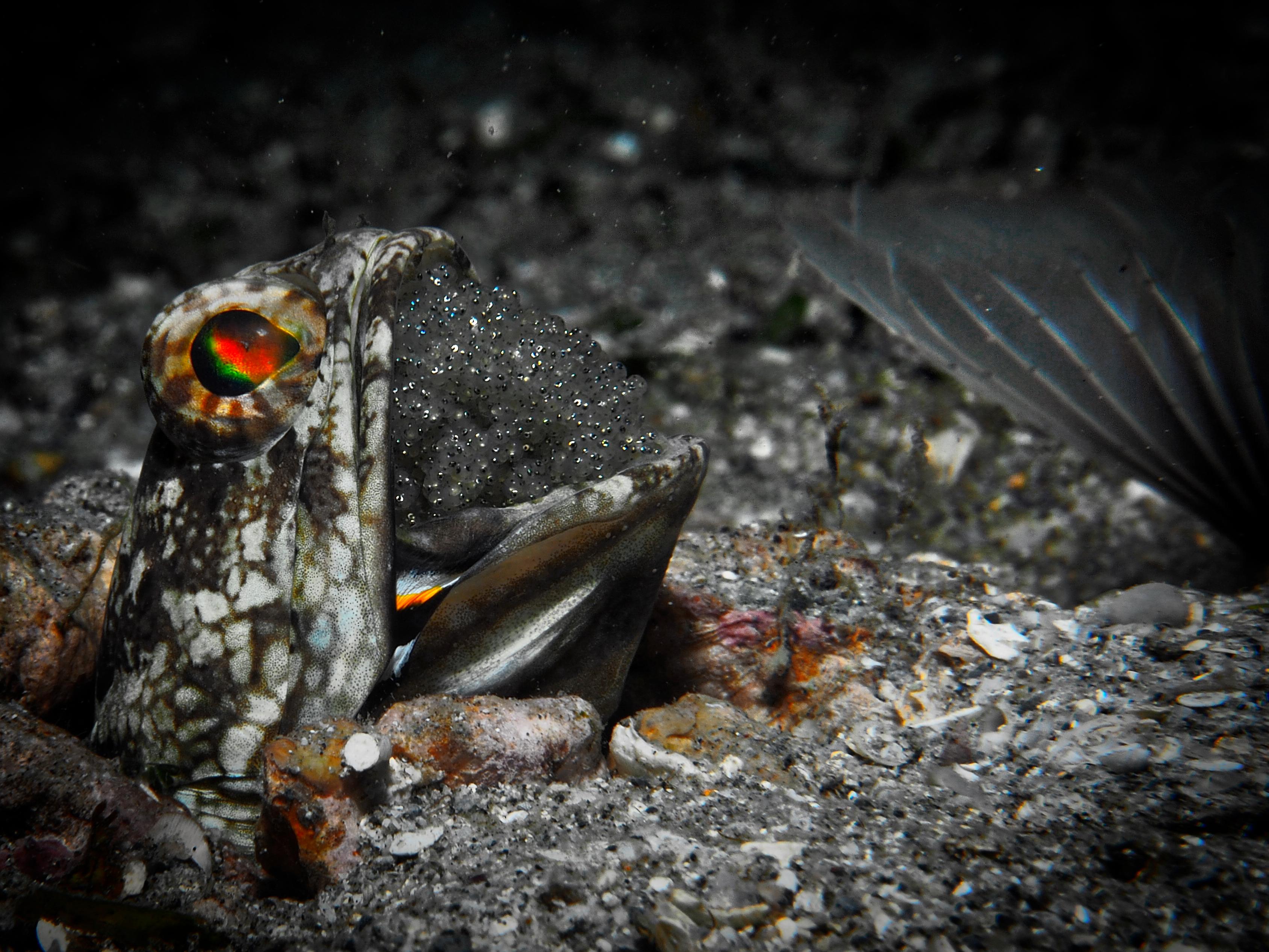 A photo of Dusky jawfish