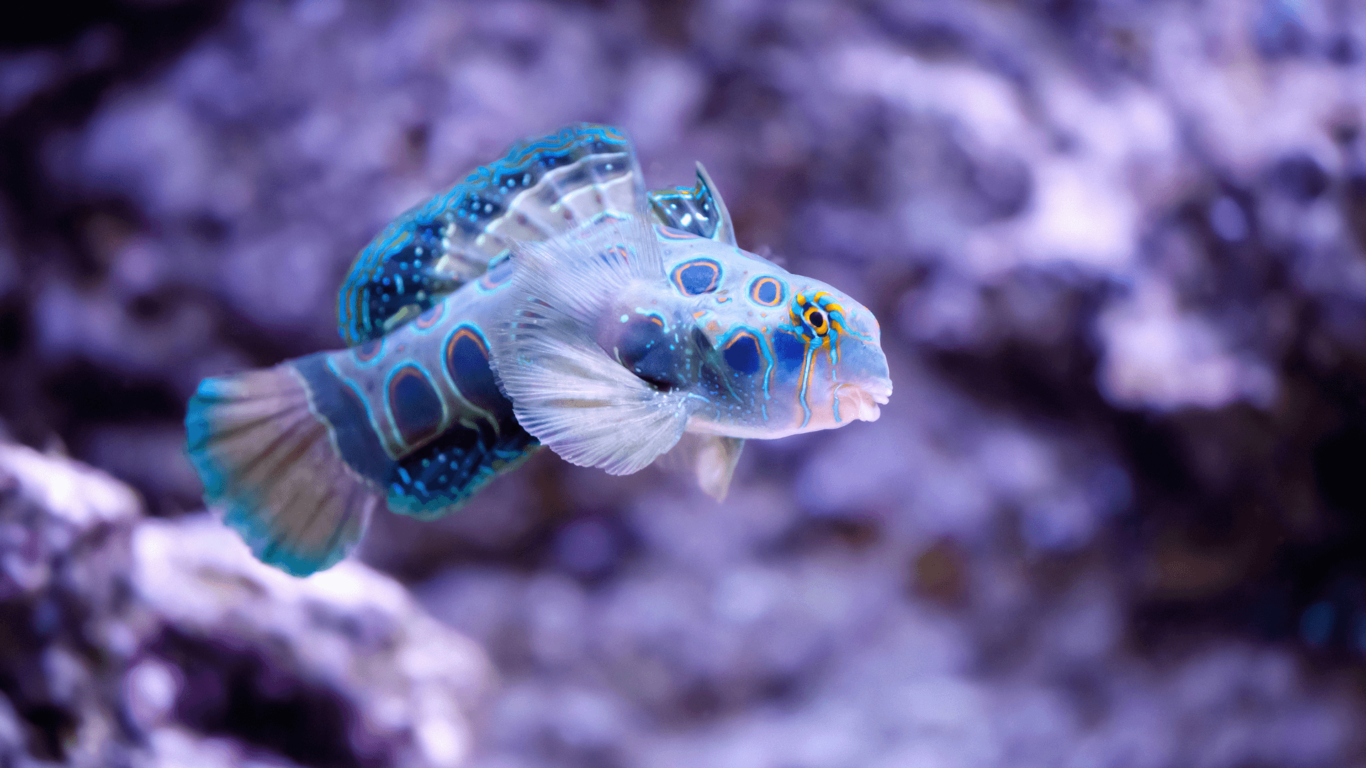 A photo of The Most Difficult Marine Fish to Keep in Home Aquariums