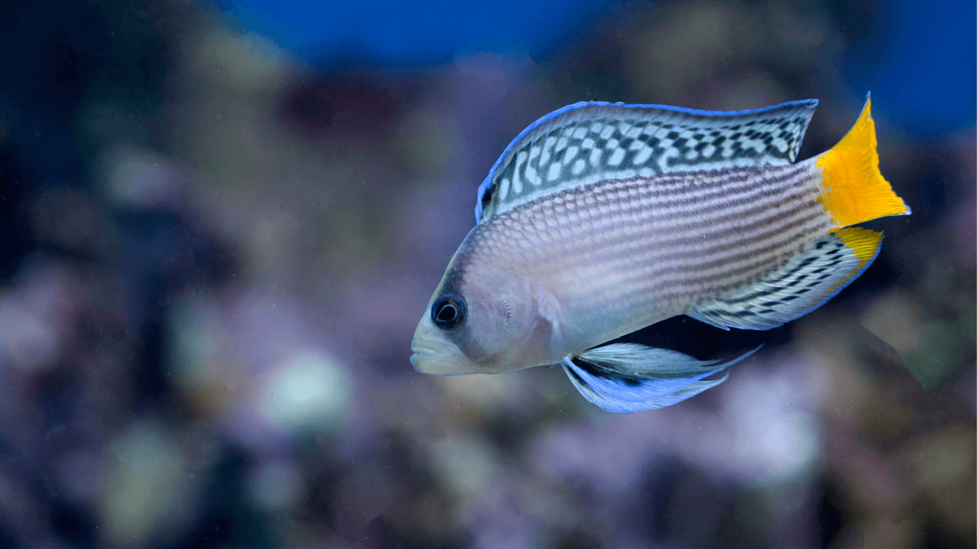 A photo of Splendid dottyback