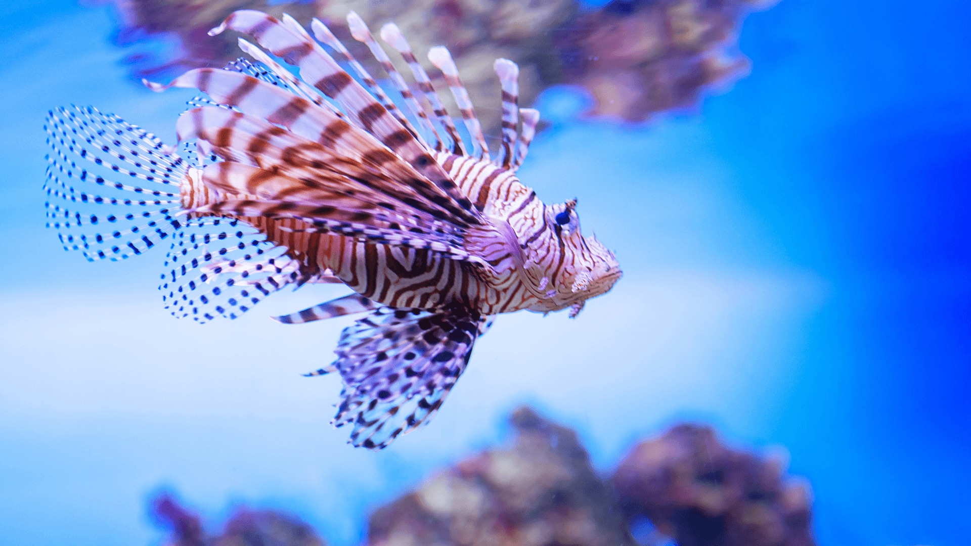 A photo of Red lionfish