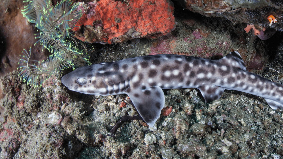 An image of a Coral catshark