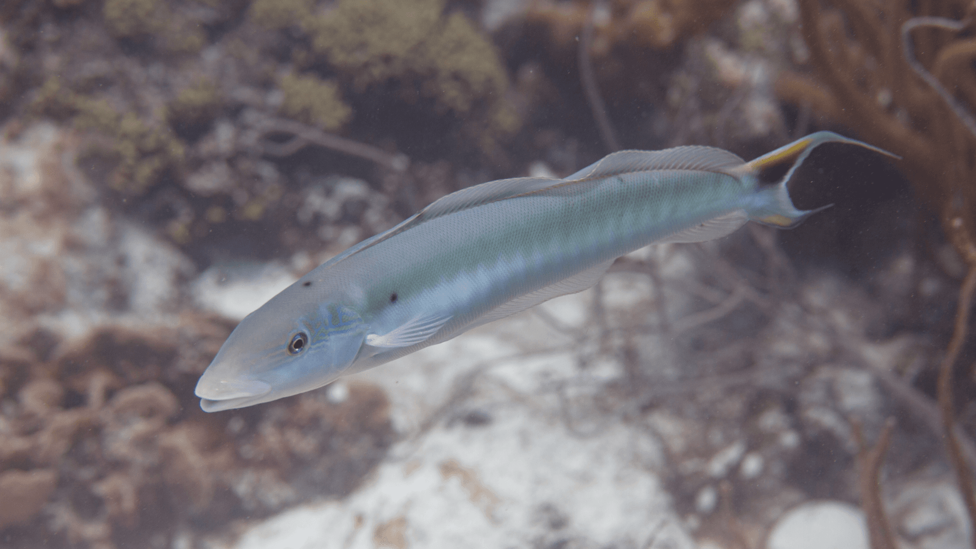 A photo of Tilefish