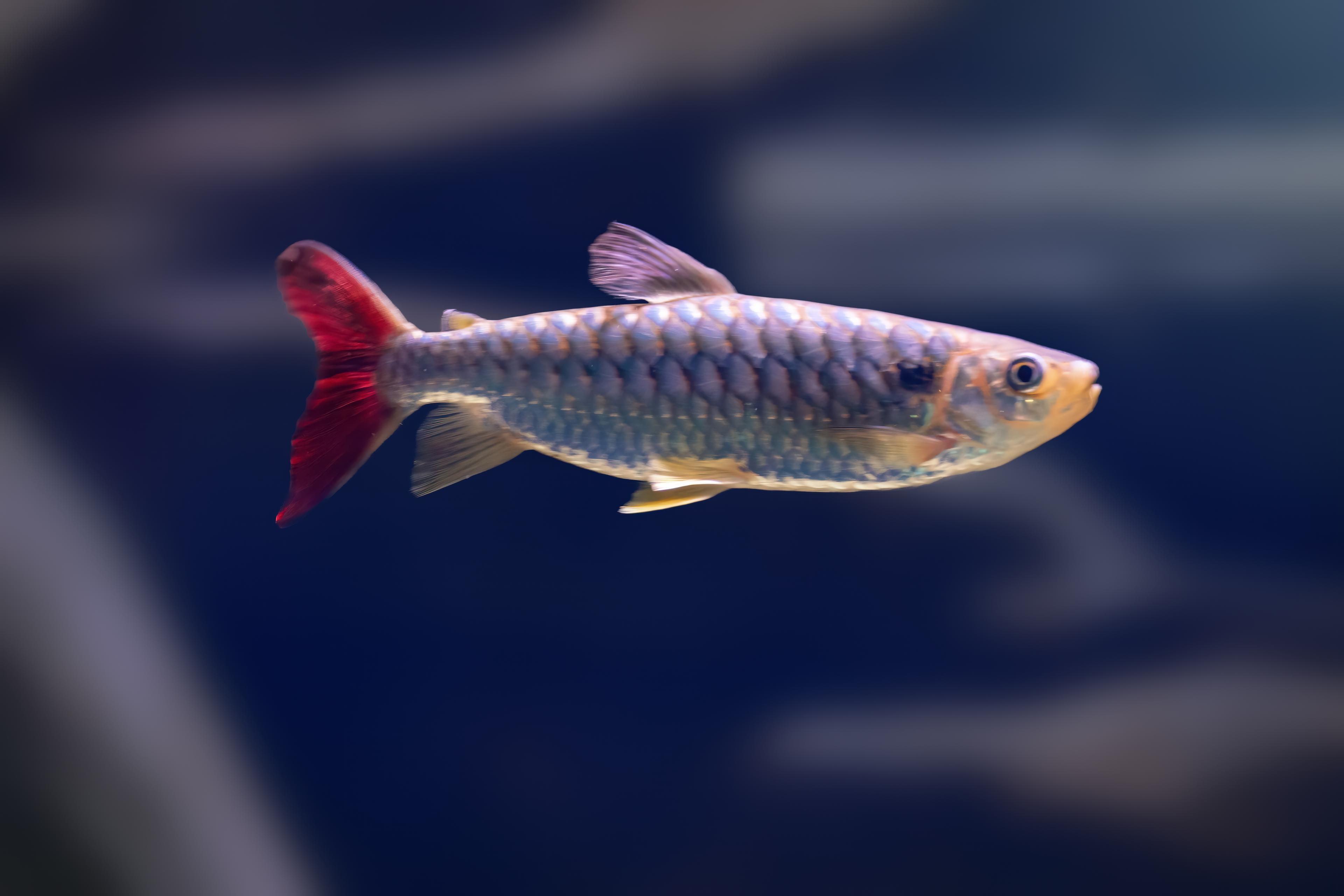 A photo of Pink-tail chalceus
