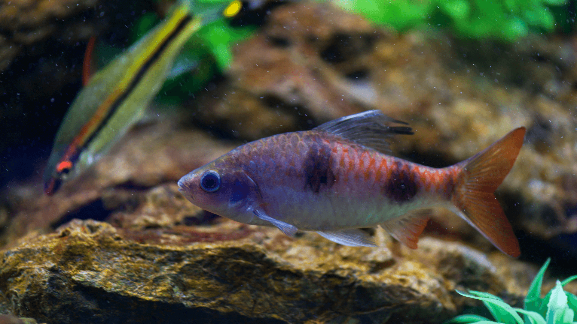 A photo of Arulius barb