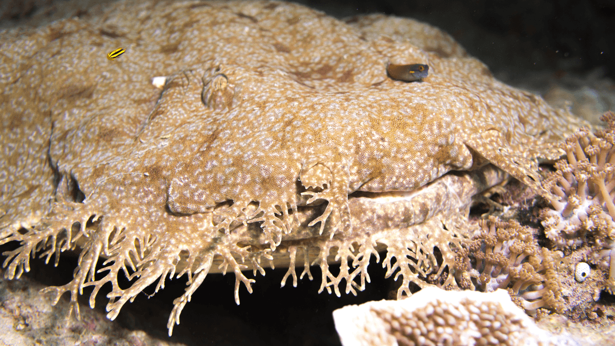 An image of a Tasselled wobbegong