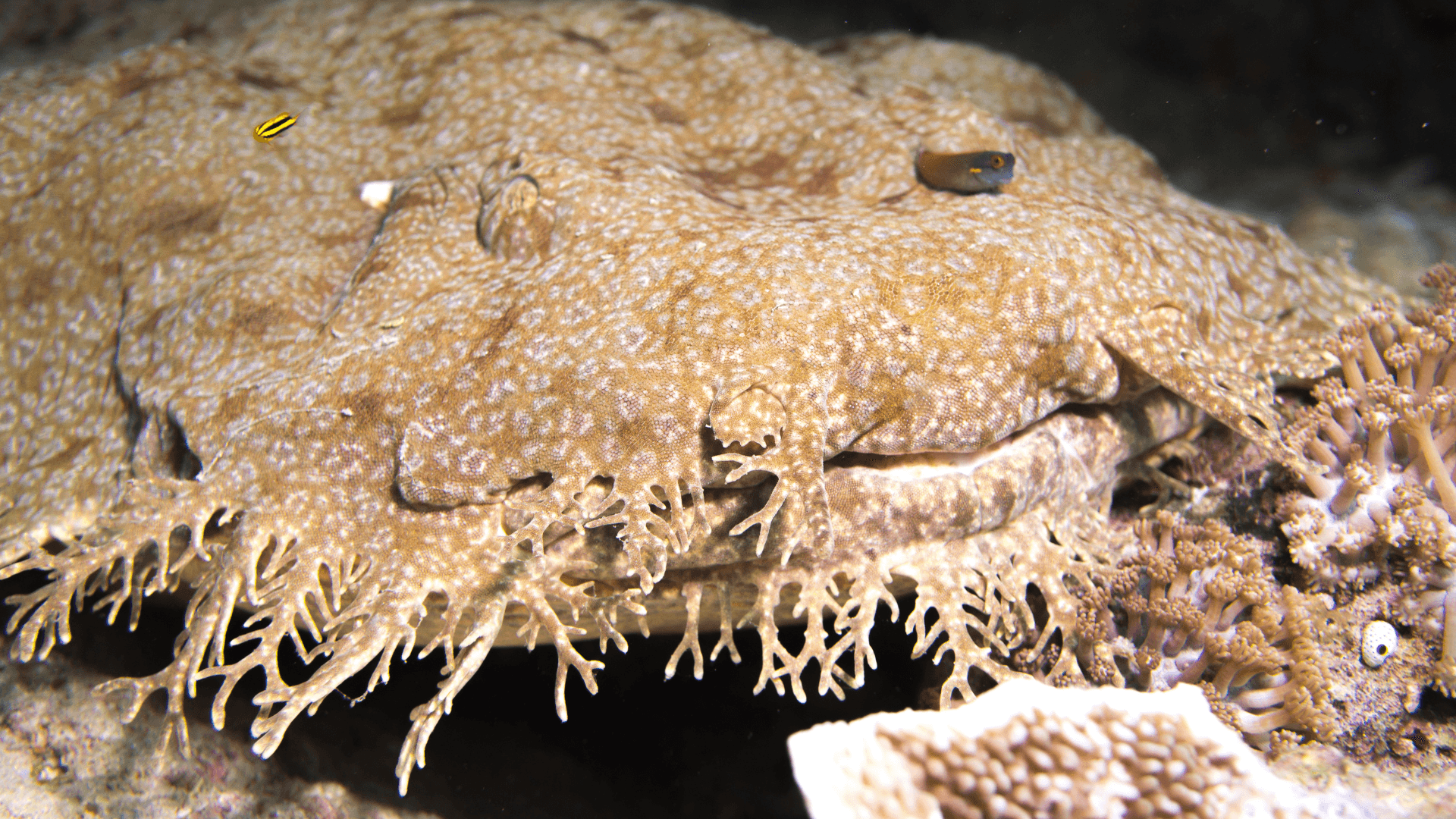 A photo of Tasselled wobbegong