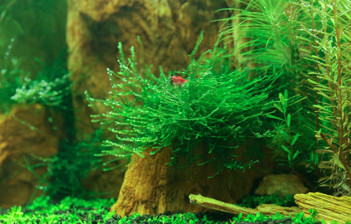 An image of a Java Moss