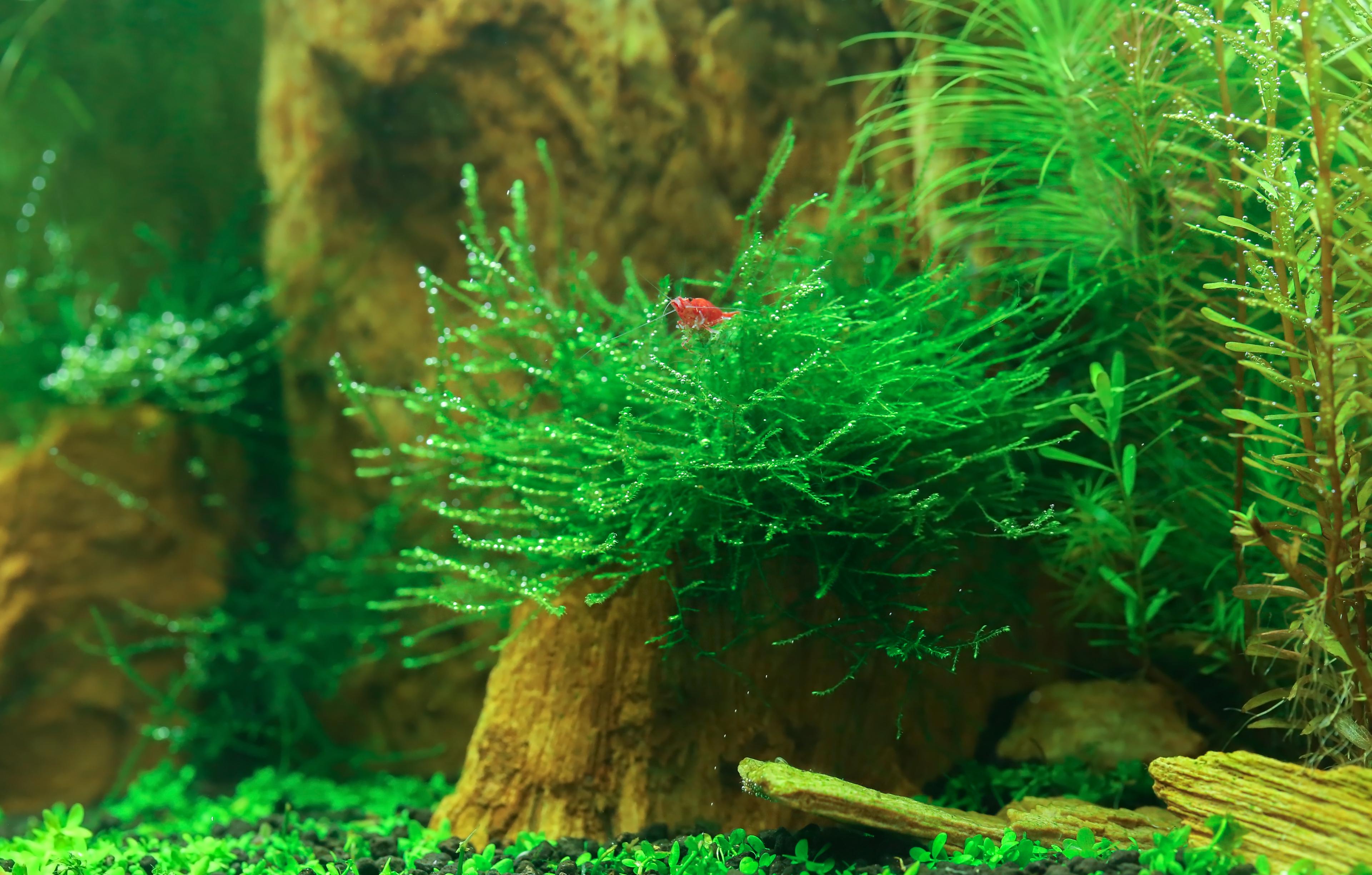 A photo of Java Moss