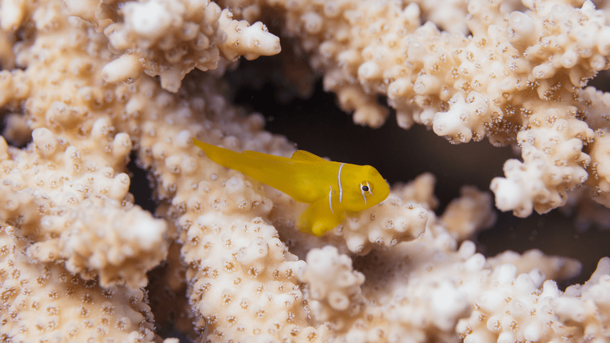 An image of a Citron clown goby