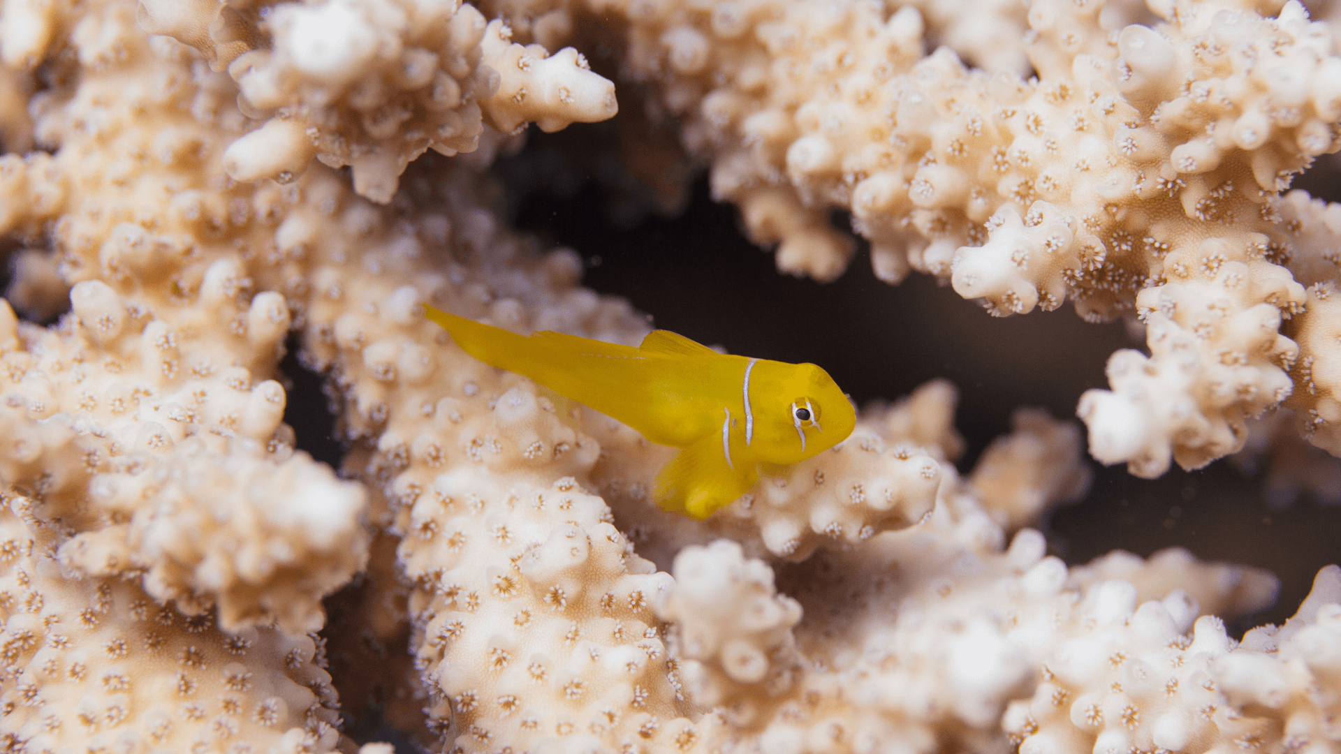 A photo of Citron clown goby