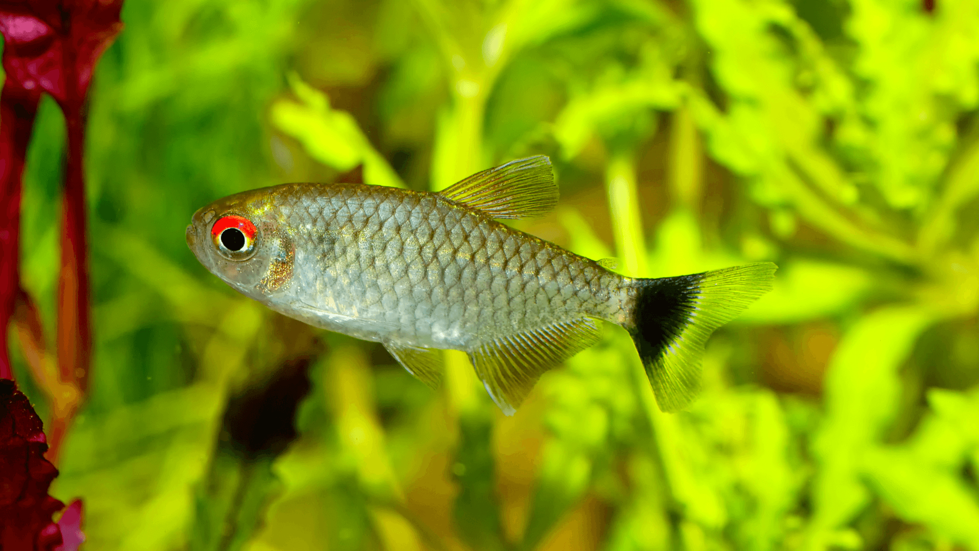 A photo of Red Eye tetra