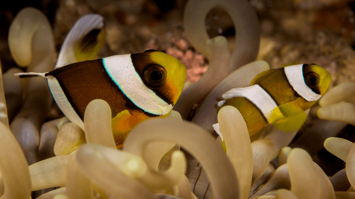 An image of a Sebae anemonefish