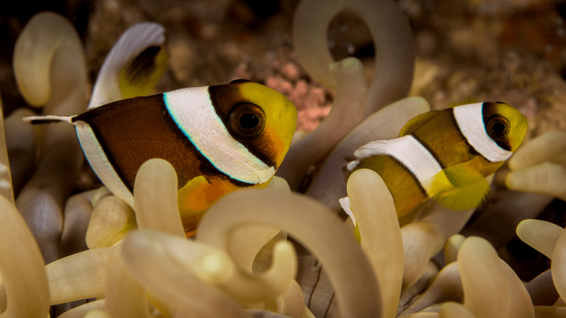 A photo of Sebae anemonefish