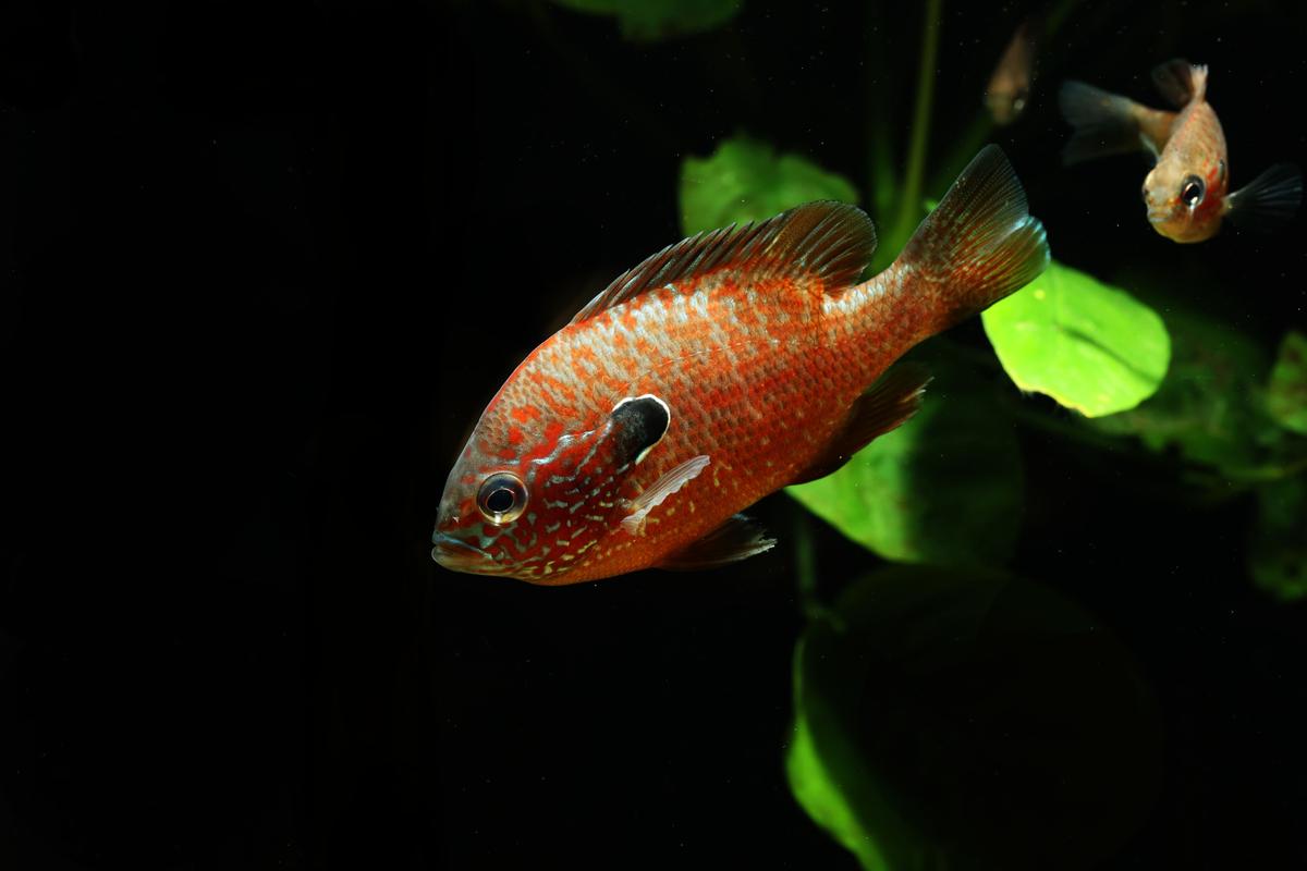 An image of a Longear sunfish