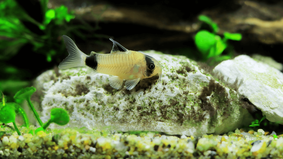 An image of a Panda corydoras