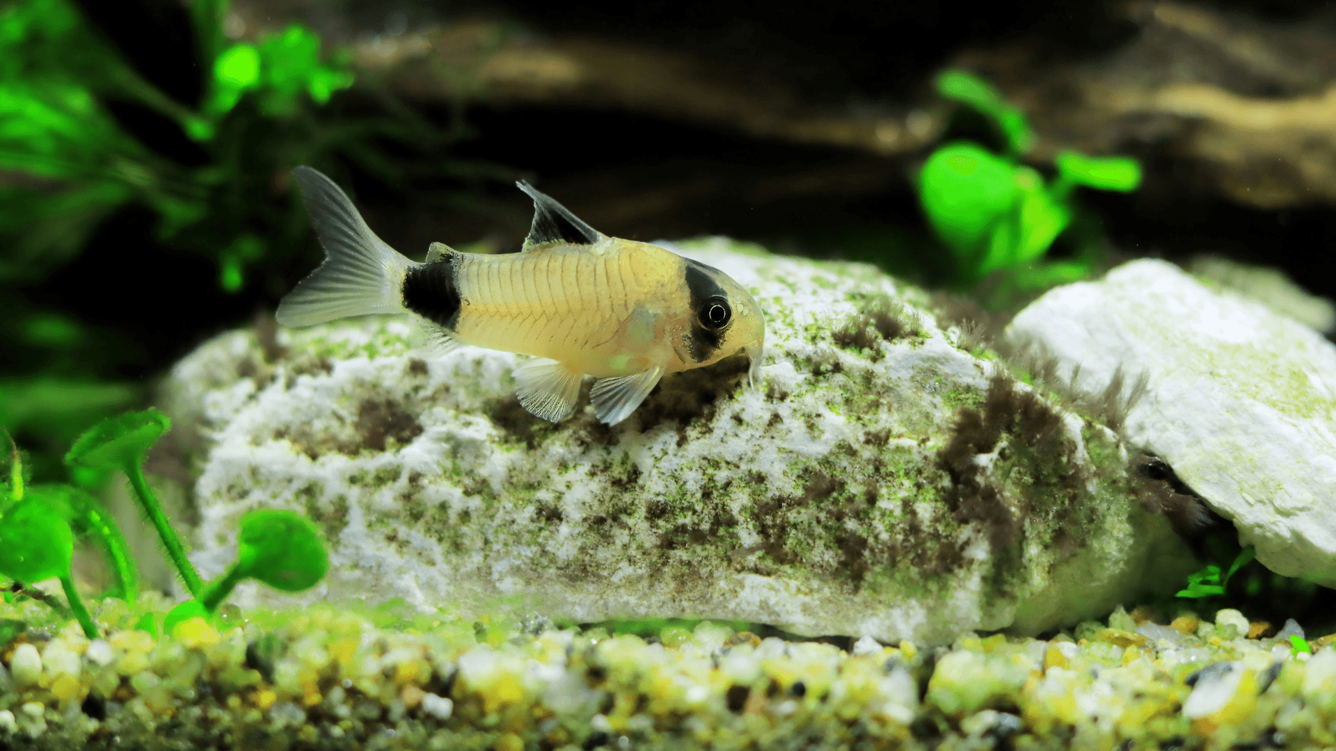 A photo of Panda corydoras