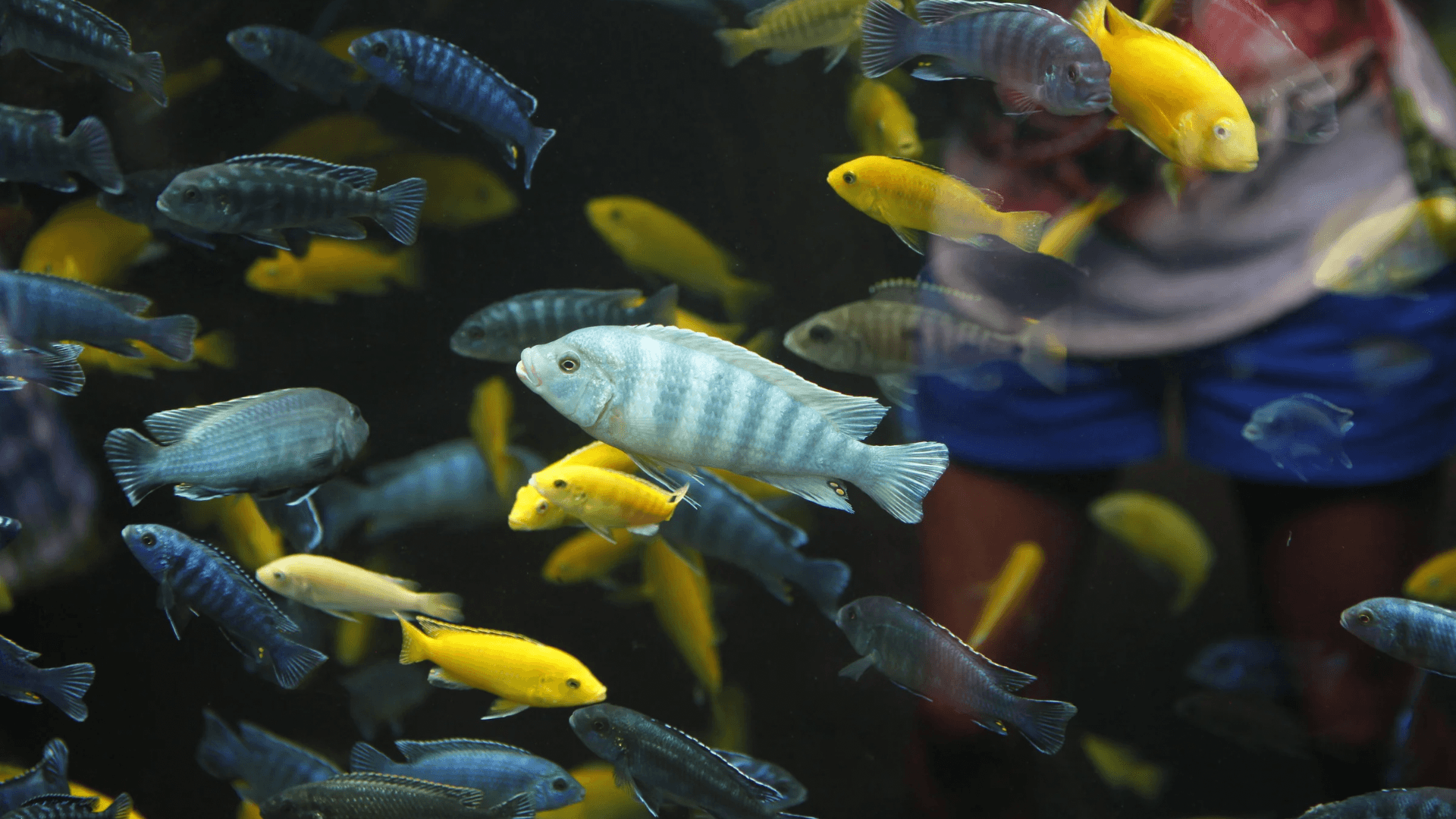 A photo of The Vibrant World of African Cichlid Tanks