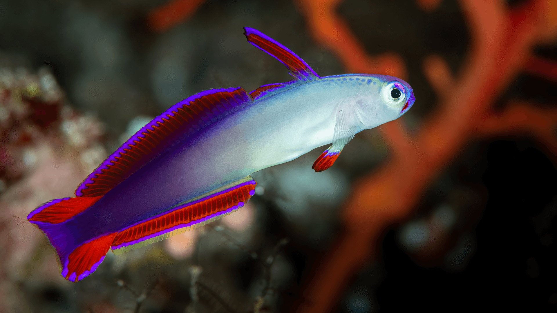 A photo of Purple fire fish