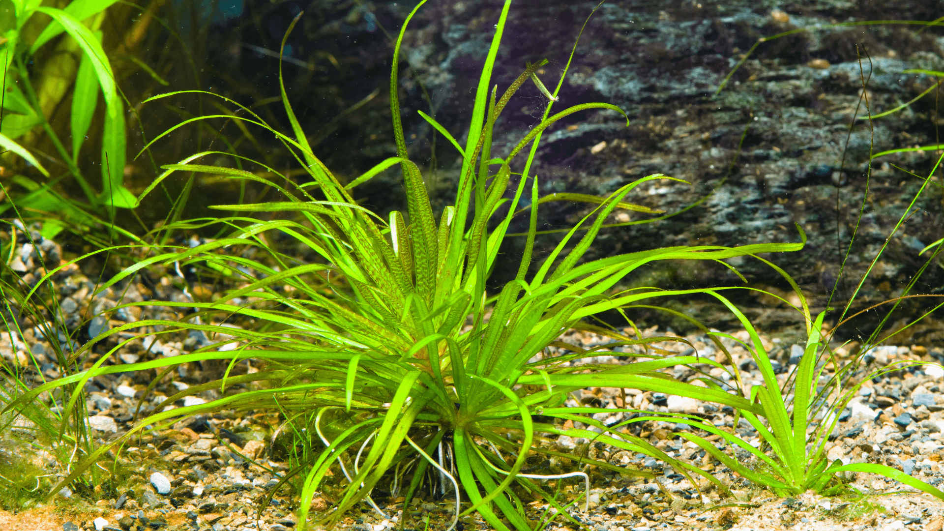 A photo of Blyxa Japonica