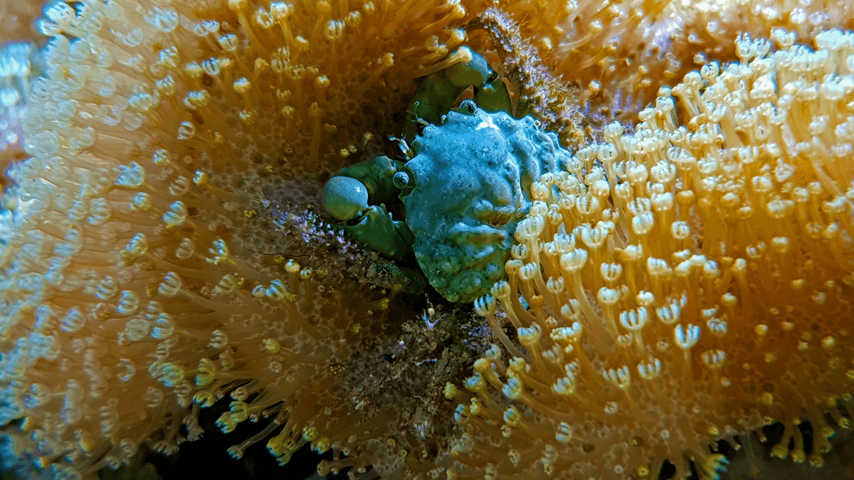An image of a Emerald Crab