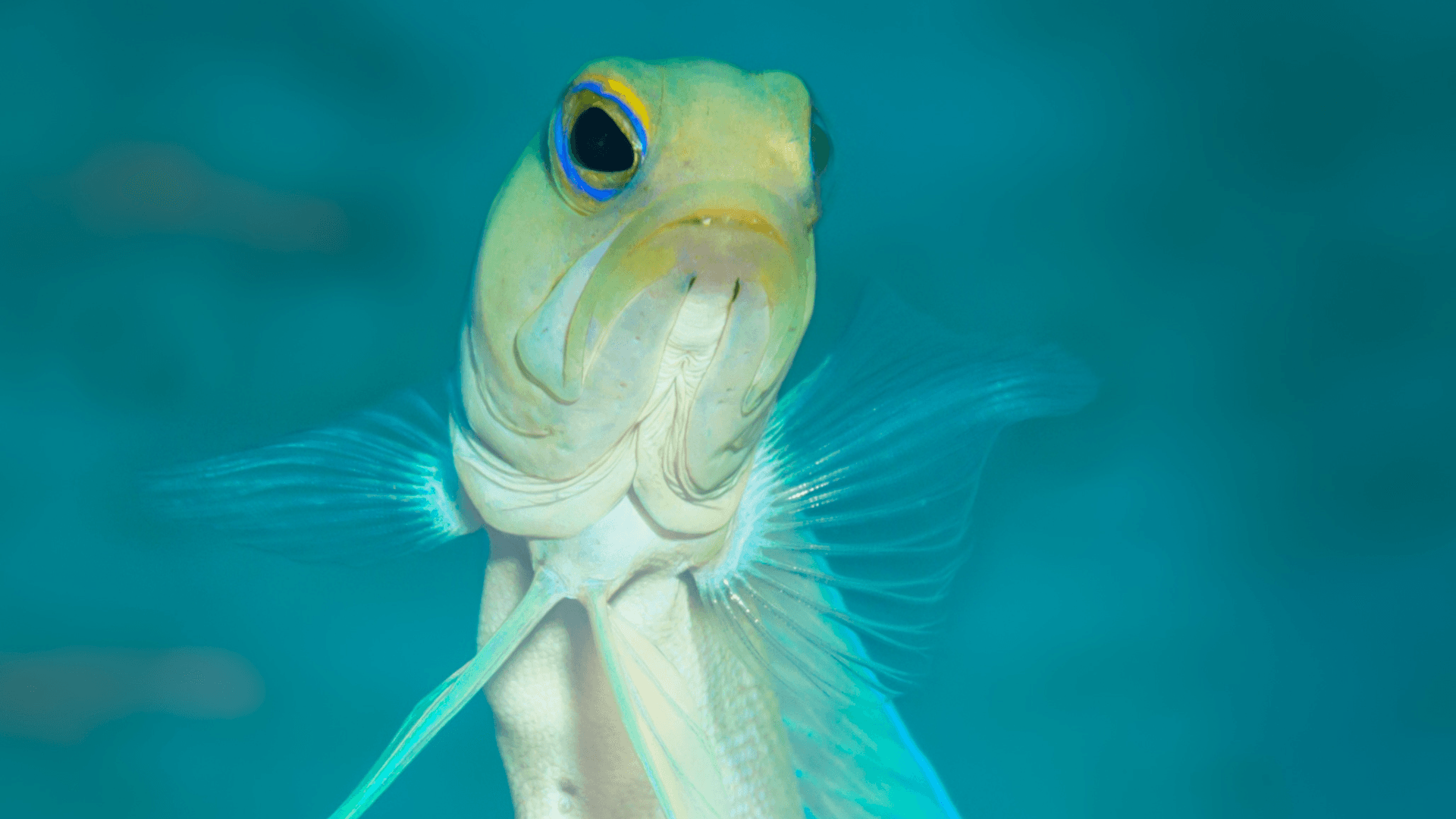 A photo of Yellowhead jawfish