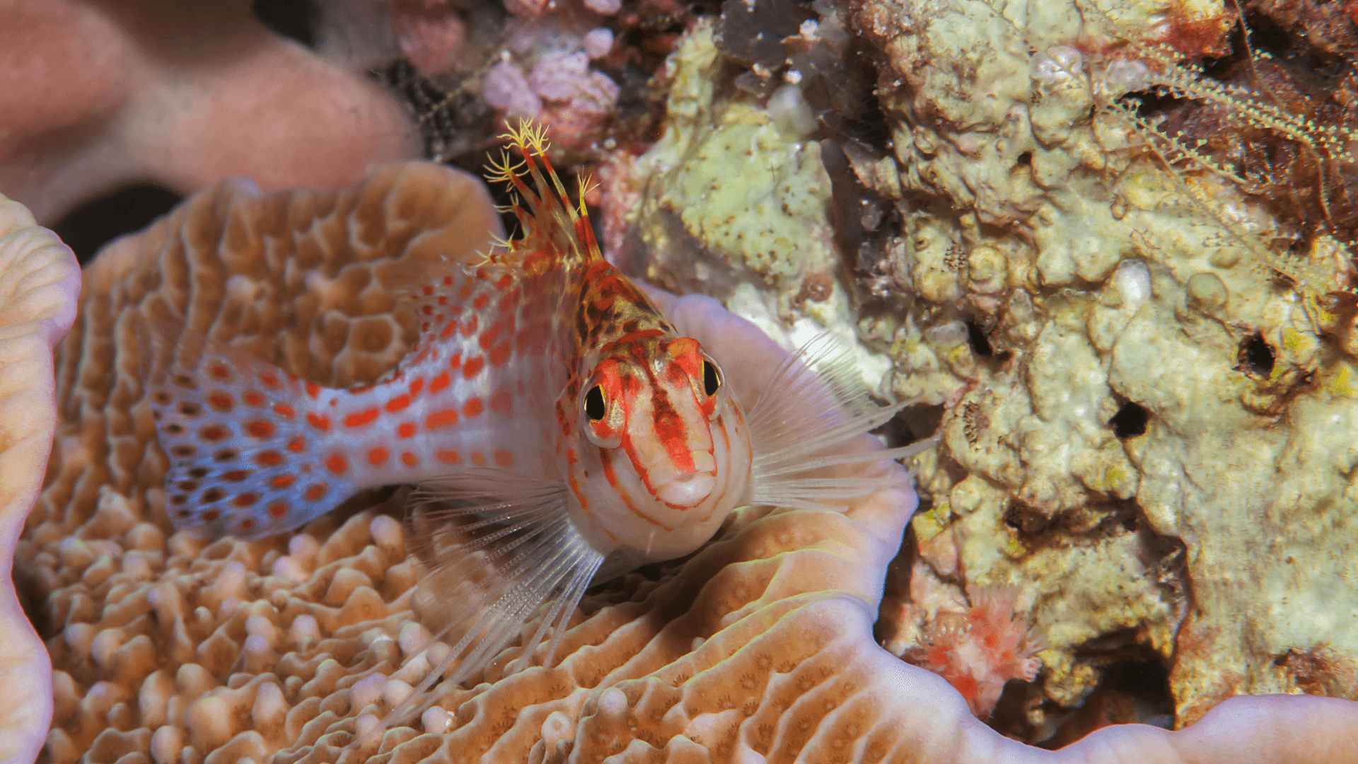 A photo of Coral hawkfish