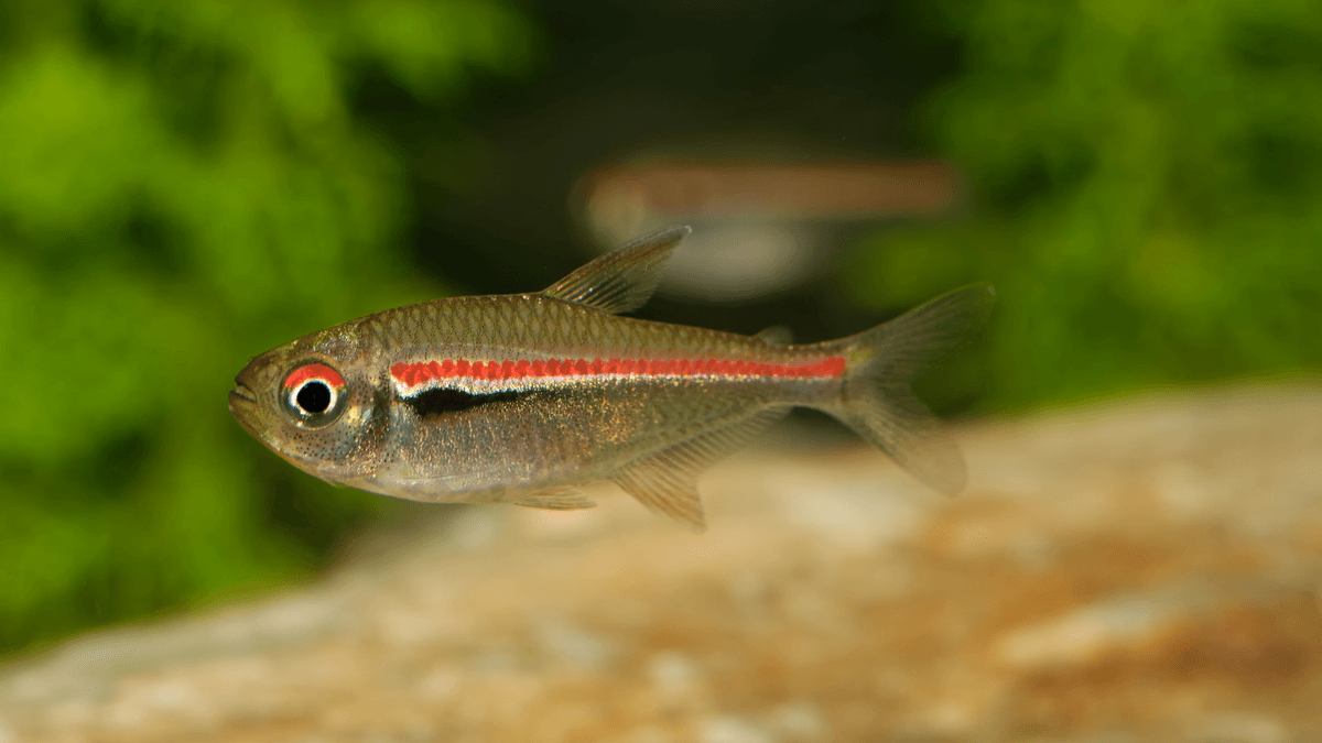 An image of a Glowlight tetra