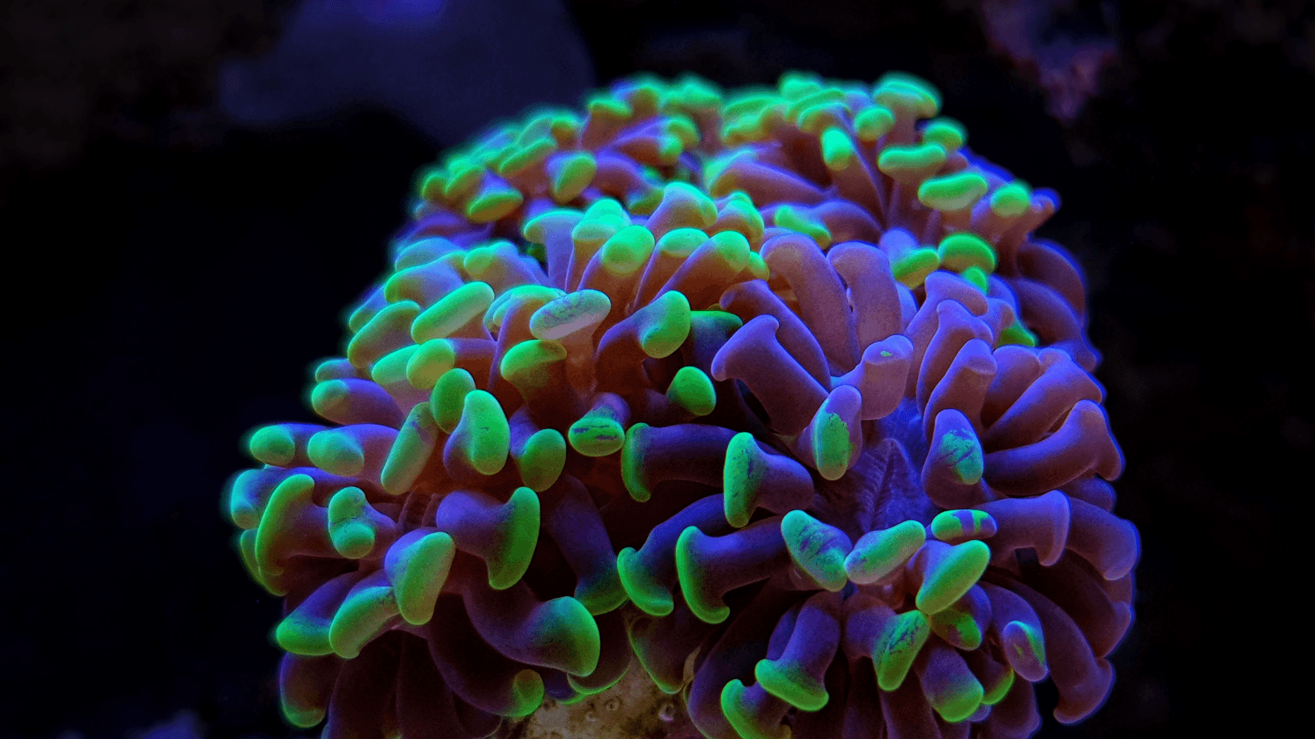 A photo of Hammer Coral