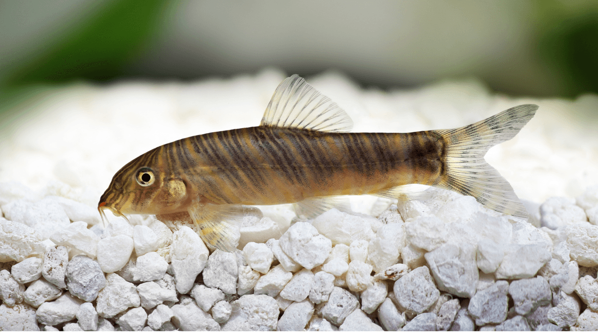 An image of a Zebra loach