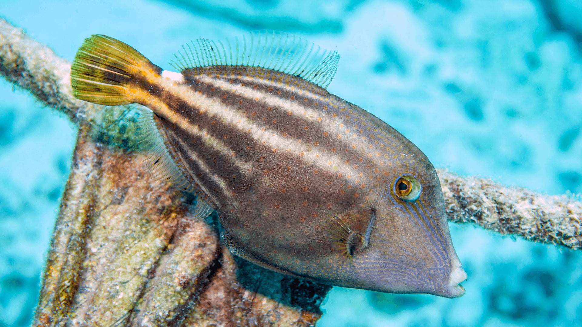 A photo of Orange spotted filefish