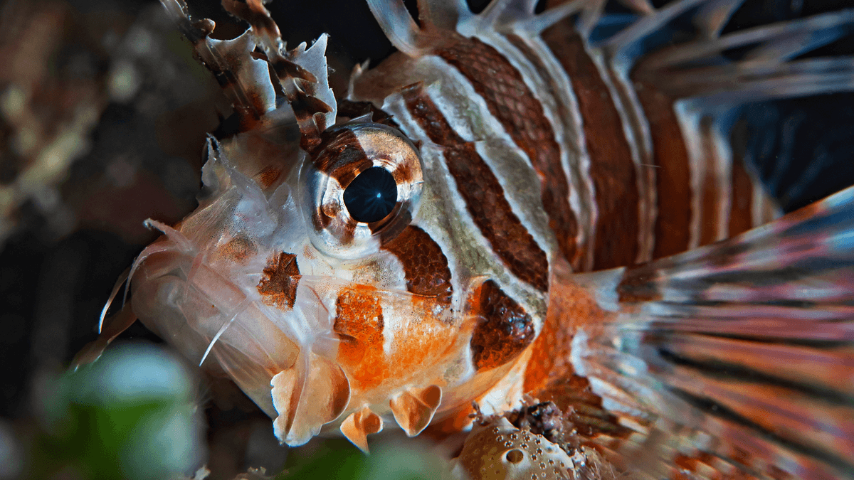 An image of a Zebra lionfish