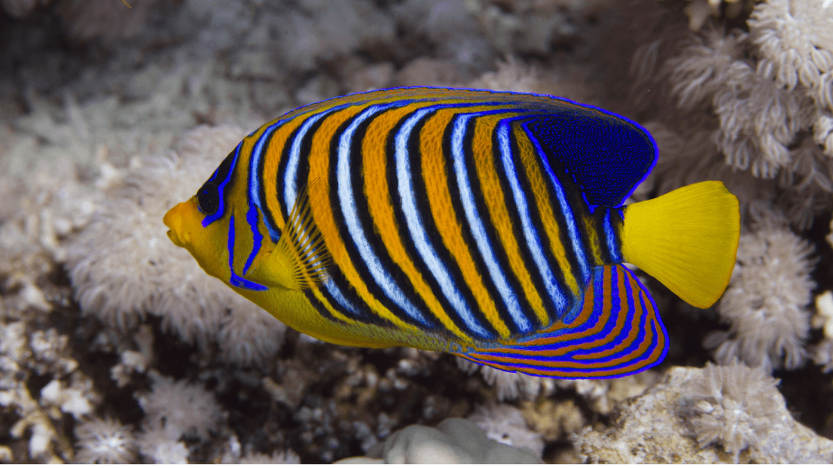 An image of Royal angelfish