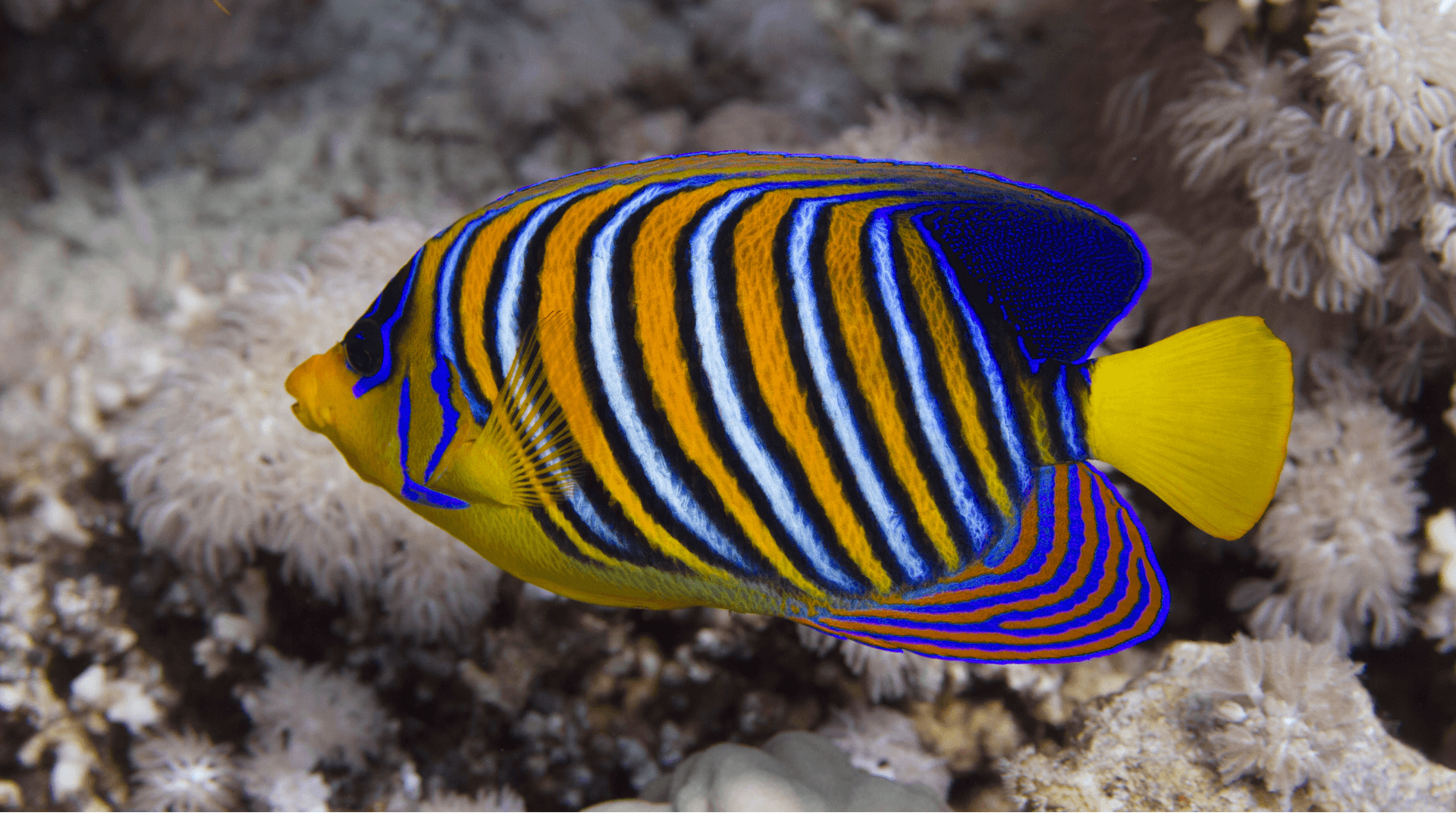 A photo of Royal angelfish