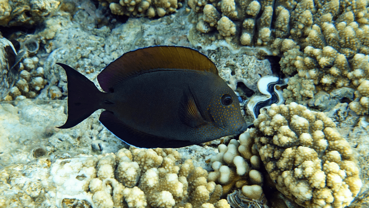 An image of a Lavender tang