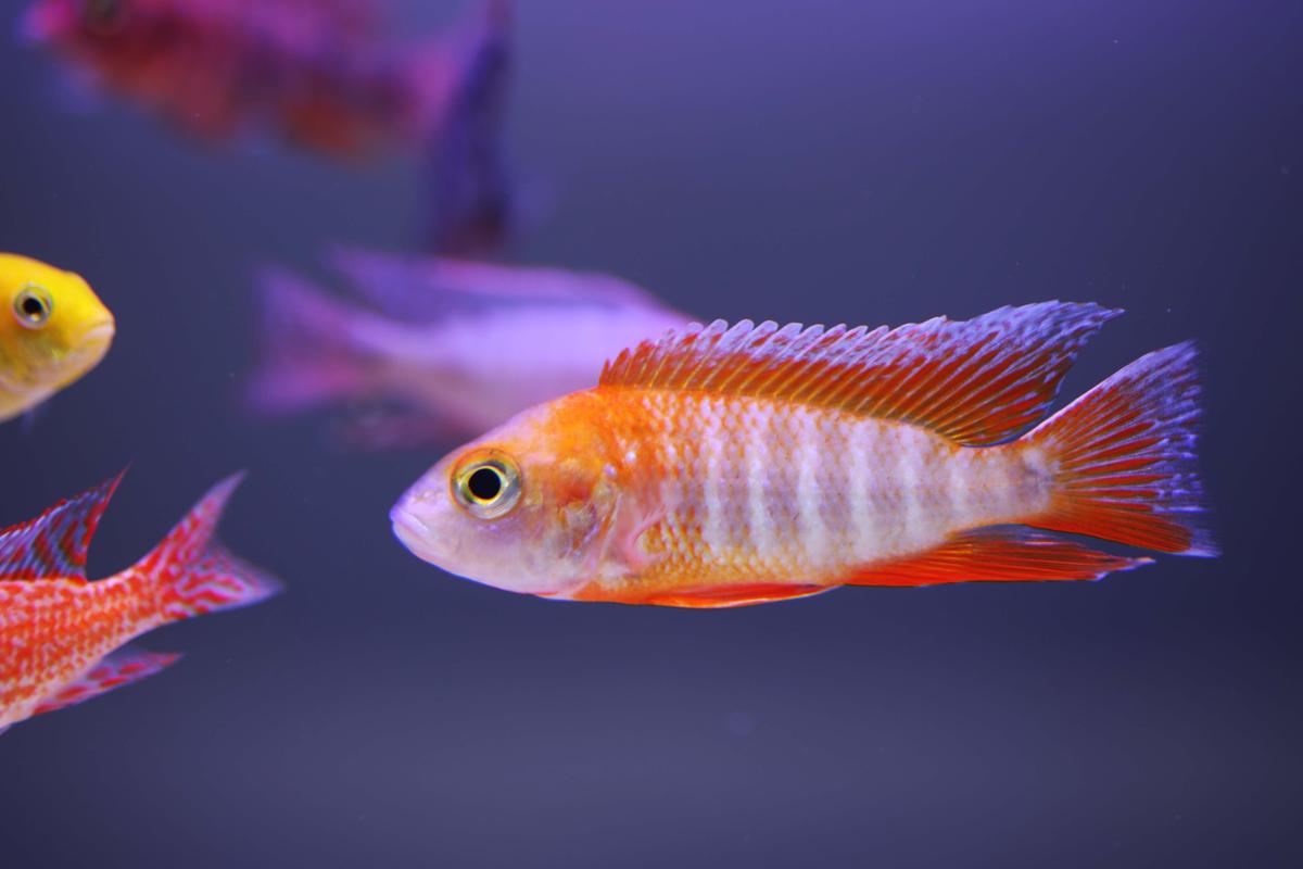 An image of a Eureka red peacock