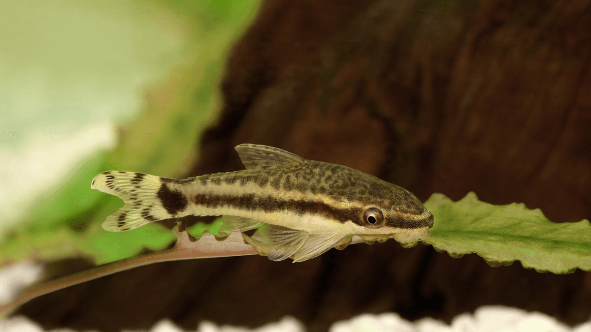 An image of a Oto