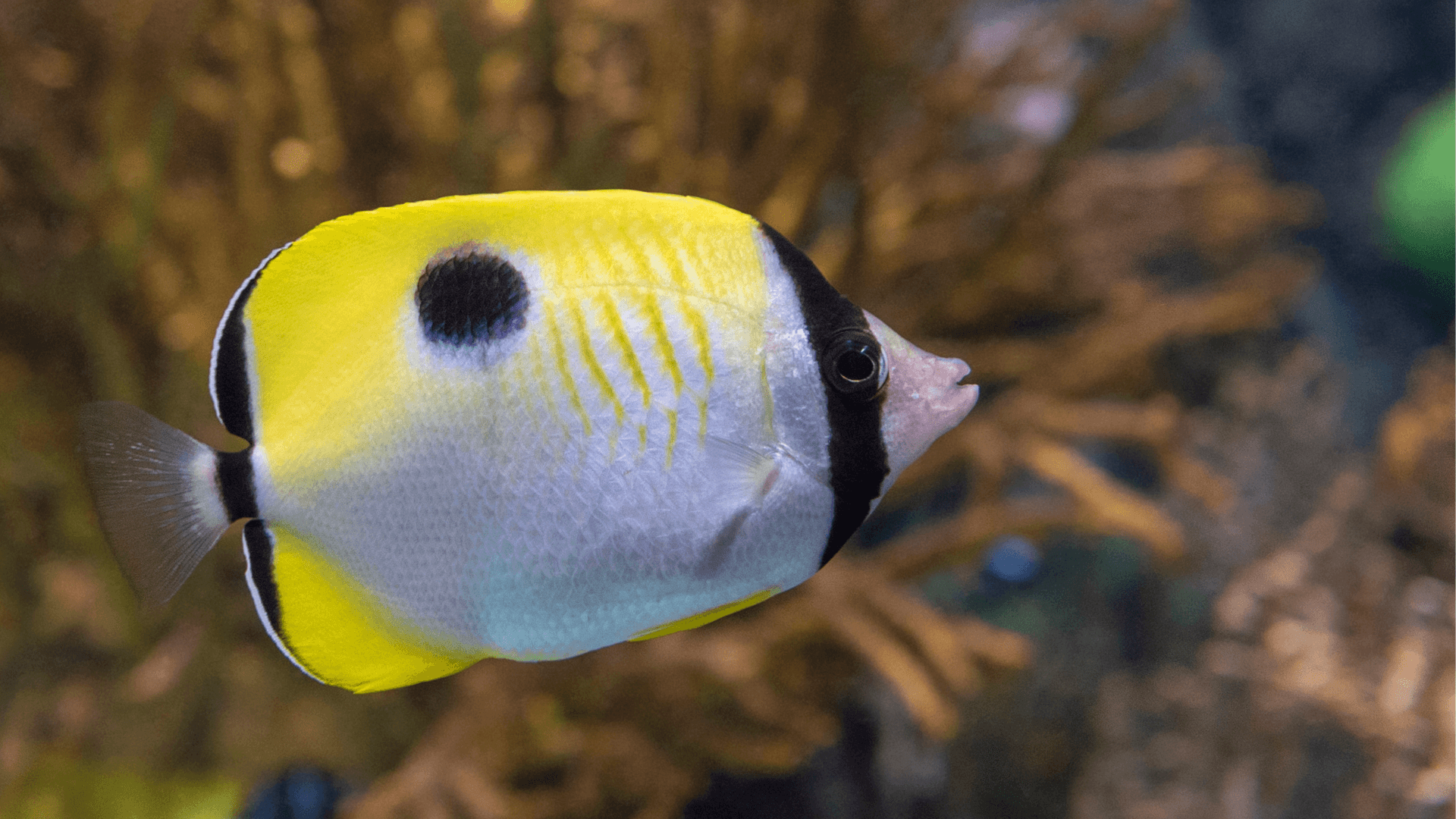 A photo of Teardrop butterflyfish