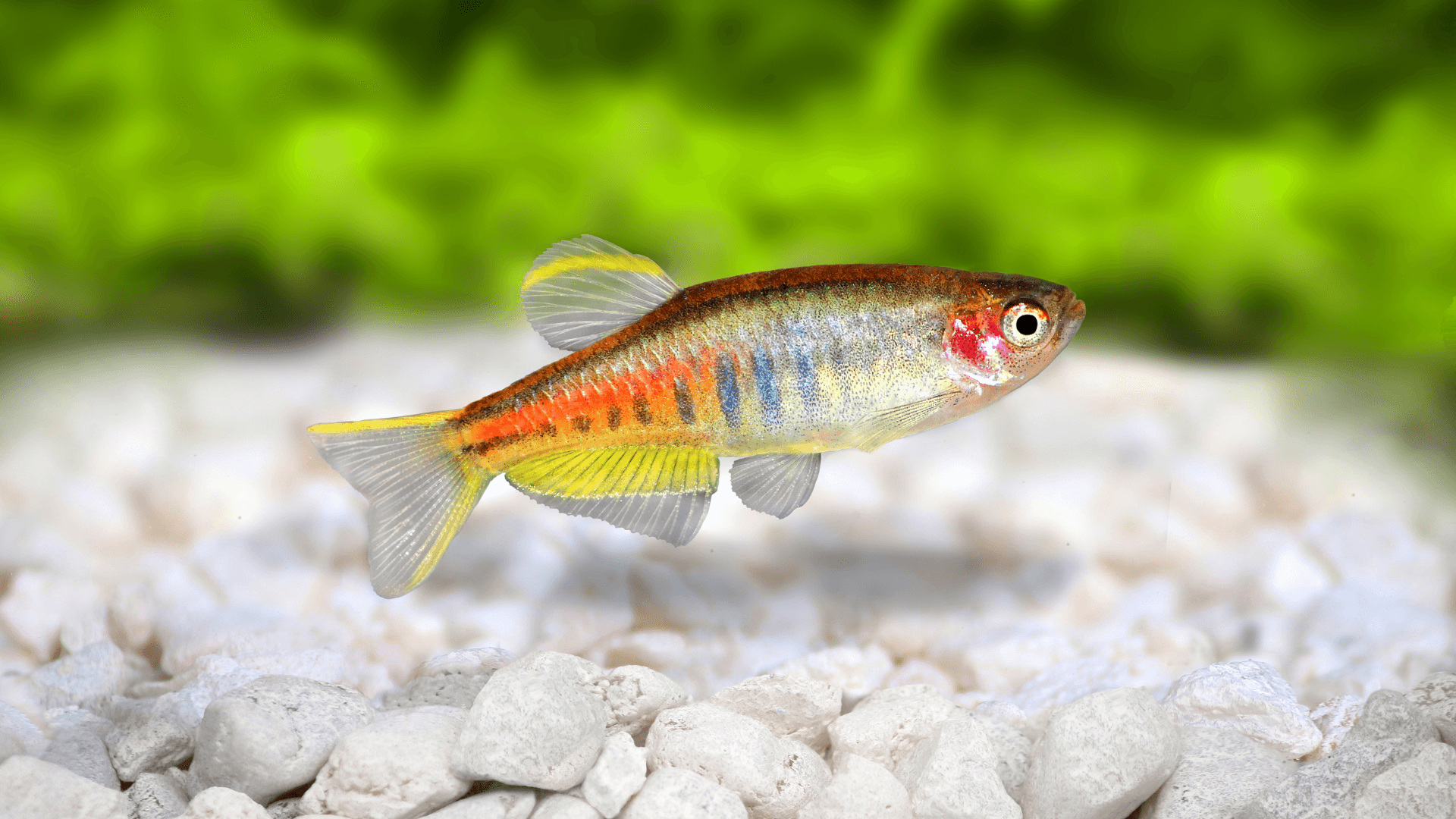 A photo of Danios