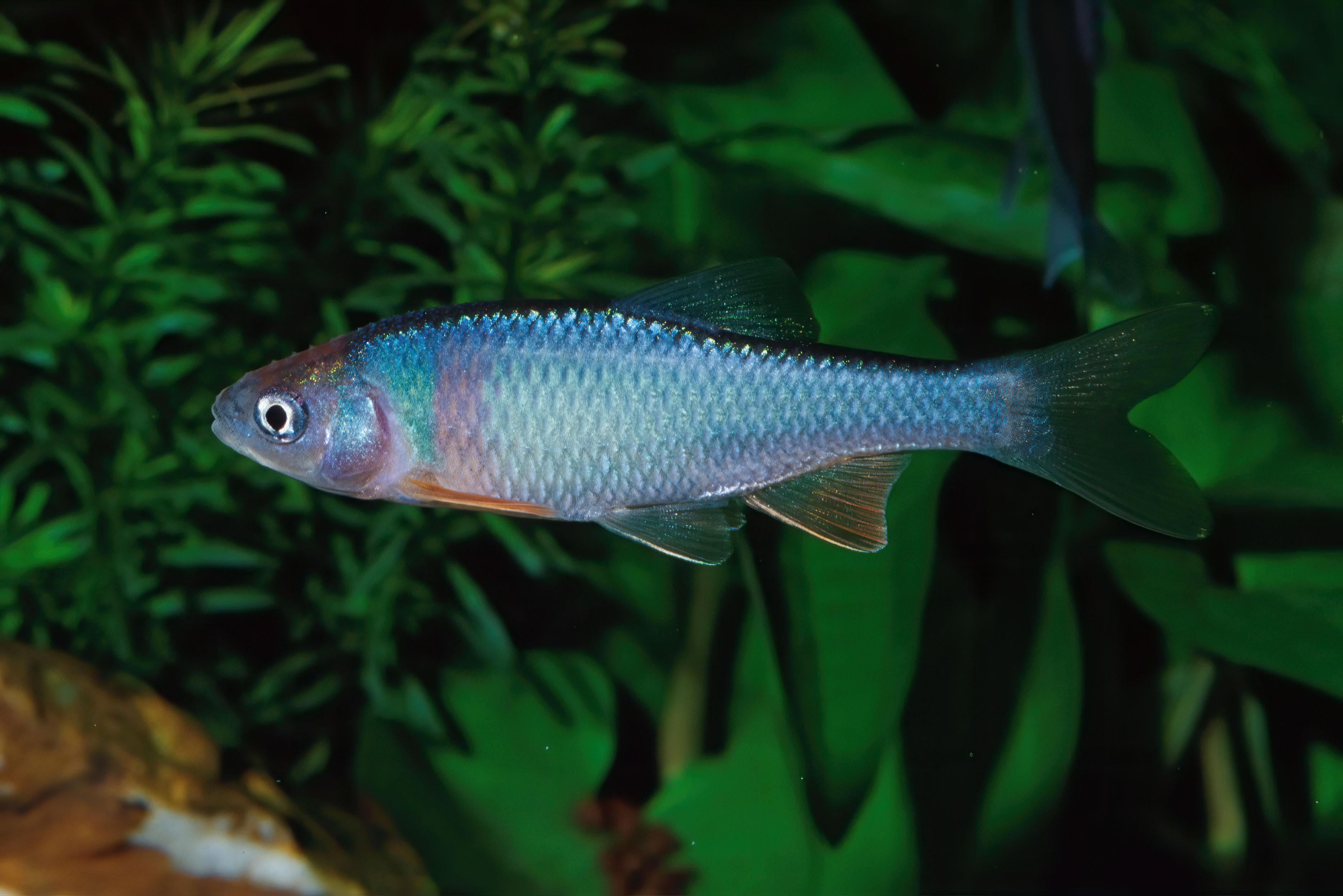 An image of a Red shiner