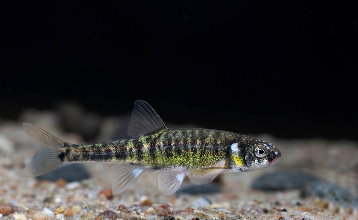 An image of a European minnow